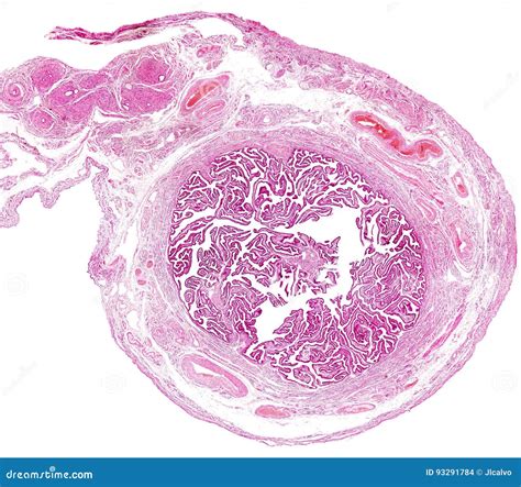Fallopian Tube. Ciliated Epithelium Royalty-Free Stock Image | CartoonDealer.com #231621094