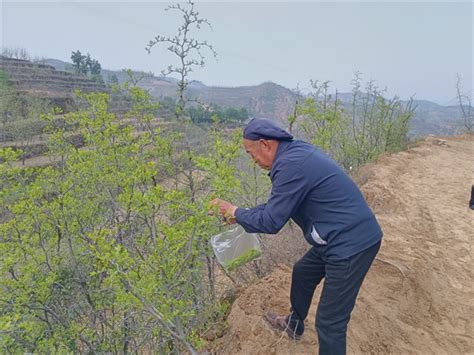 若羌：严把枣树“施肥关” 助力枣农增产丰收-新疆维吾尔自治区科学技术协会