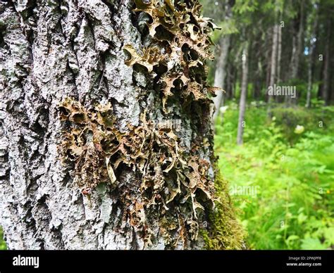 Moss and lichens on the bark of a tree in a spruce taiga forest. Karelia, Orzega. Lobaria ...