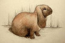 Image result for Holland Lop Drawing