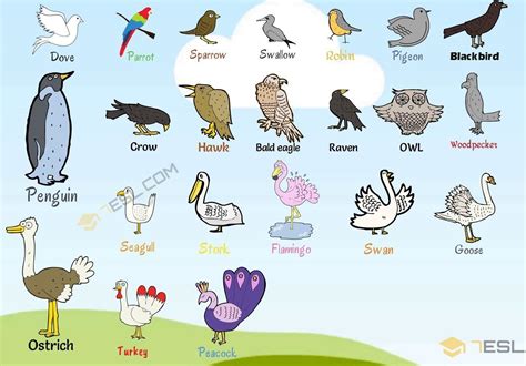 bird examples