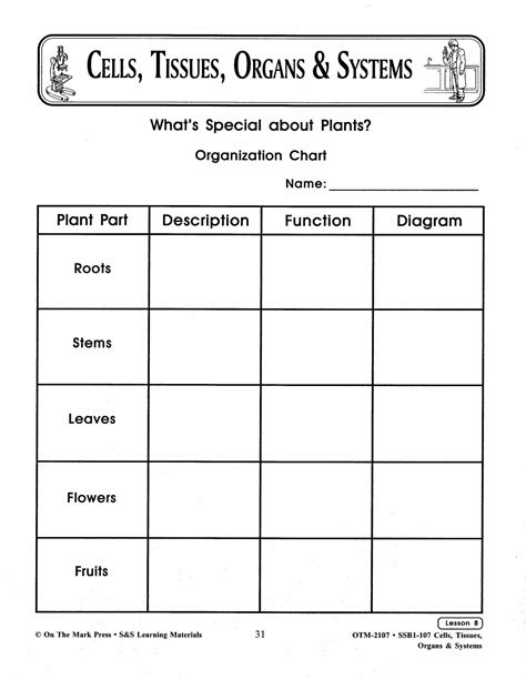 Cells Tissues Organs Organ Systems Worksheet - Free Worksheets Printable