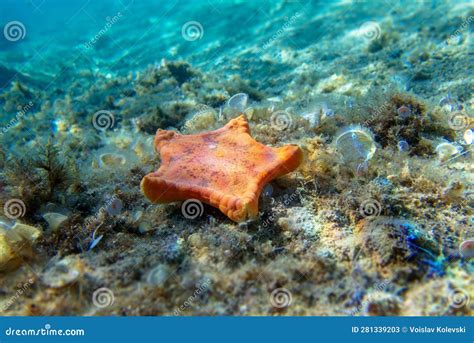 Placenta Biscuit Starfish - (Sphaerodiscus Placenta) Stock Image - Image of ocean, adriatic ...