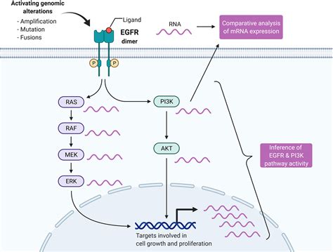 Image result for PI3K Pathway