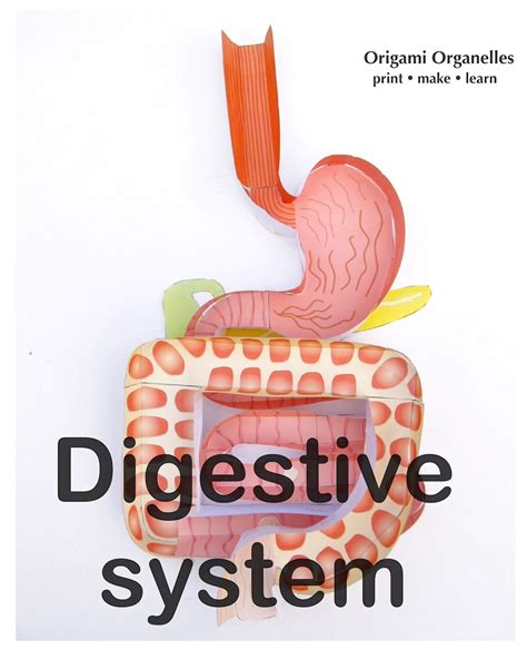 Image result for Science Digestive System