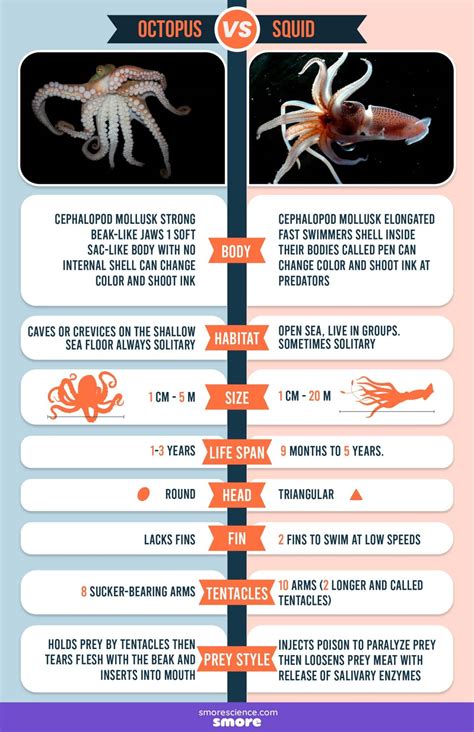 Octopus vs Squid: Unveiling the differences - Smore Science