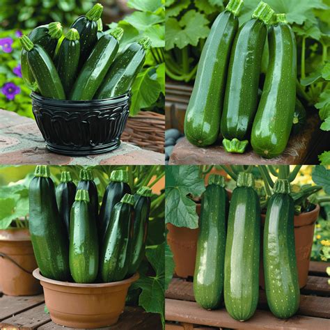 Can You Grow Zucchini From A Zucchini