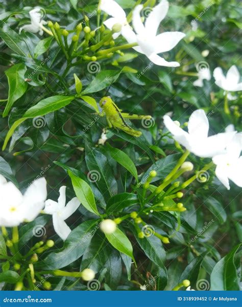 Locust mimicry ability stock photo. Image of fauna, grasshoper - 318939452