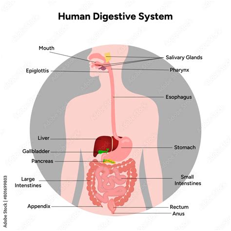 Digestive System 的图像结果