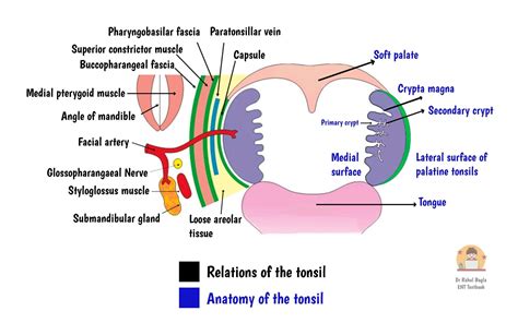 Anatomy Of Tonsil
