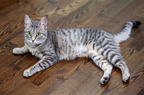 Grey Tabby Cat Kittens