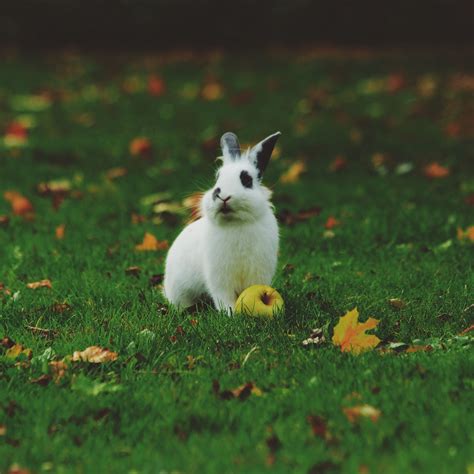 Download wallpaper 3415x3415 rabbit, grass, apple ipad pro 12.9" retina ...