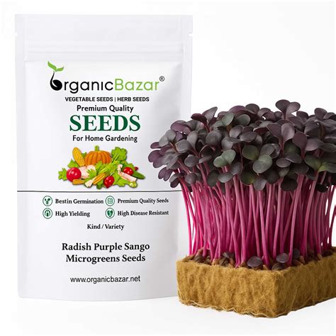 Buy Best Quality Radish Purple Sango Microgreens Seeds Online ...