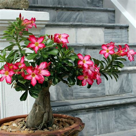 Adenium Seeds (Desert Rose) - Open Pollinated – Bloomica