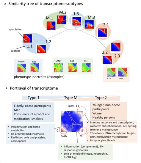 Transcriptome TreeMap 的图像结果