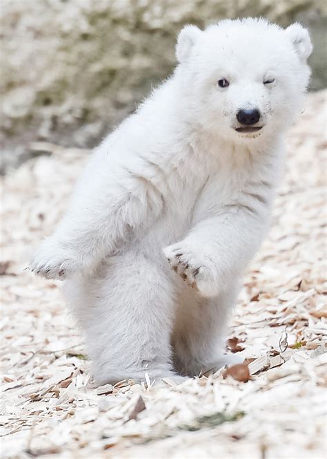 北极熊宝宝(The Polar Bear Cub)-纪录片-腾讯视频