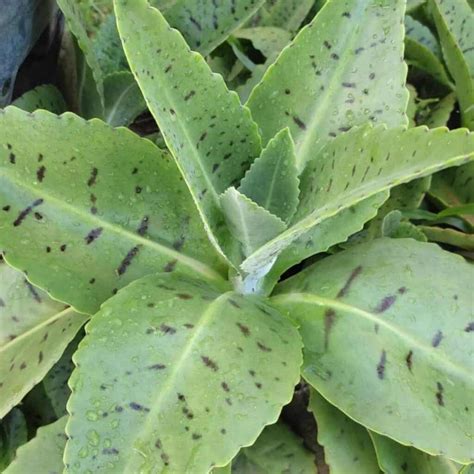Donkey Ear Plant Care: Growing Kalanchoe Gastonis-Bonnieri