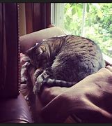 Image result for Napping Animals