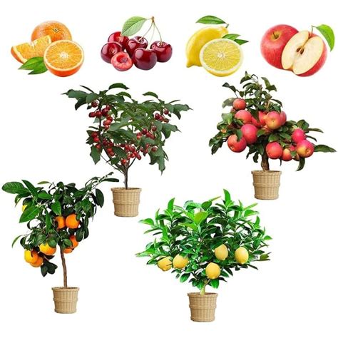 GMBTHO Organic Mix Dwarf Bonsai Fruit Tree Seeds - Lemon, India | Ubuy