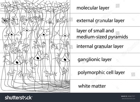 What are the layers of the cerebral cortex