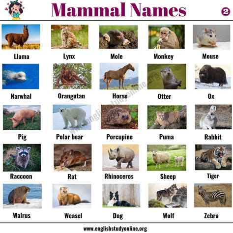 50+ Popular Mammal Names with Examples and ESL Pictures