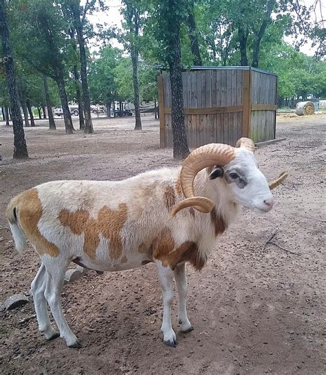 Painted Desert Sheep