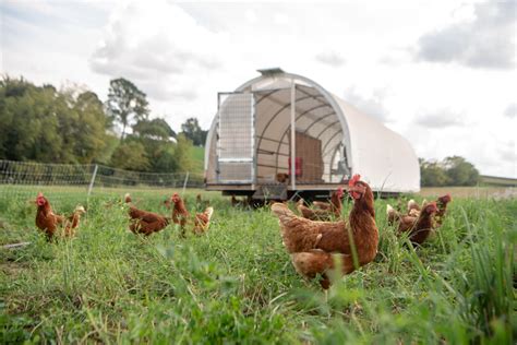 10x28 Mobile Free Range Chicken Coop | Happy Farmer