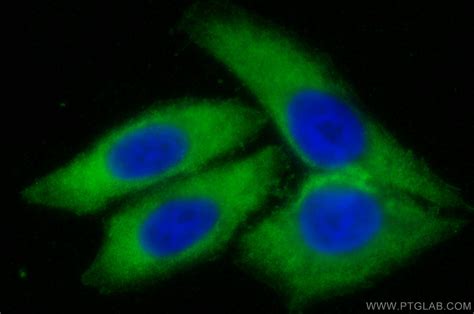 NLRP3 antibody (19771-1-AP) | Proteintech