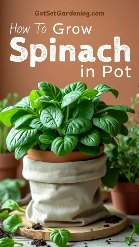 Grow Spinach FAST in Containers – Beginner’s Guide | Container gardening vegetables, Vegetable ...