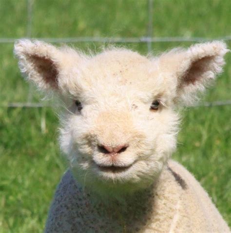 Babydoll Sheep. | Babydoll sheep, Sheep, Animals beautiful
