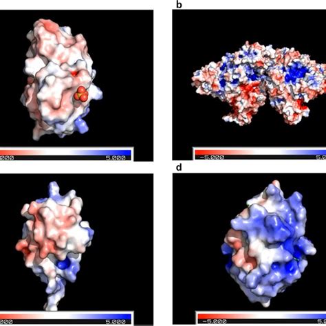 Image result for Actions Generate Electrostatic Surface PyMOL
