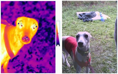 Infrared Thermography in Assessment of Facial Temperature of Racing ...