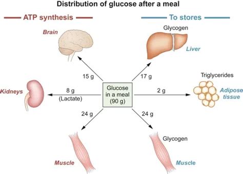 Making of Glucose and Its Uses...!!! - Smart Locus