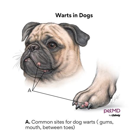 Warts in Dogs | PetMD