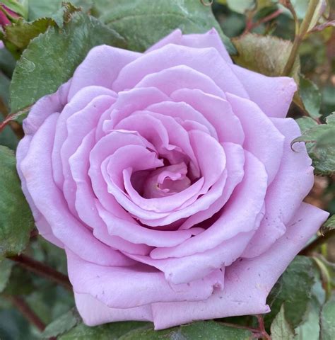 Blue Moon | Blue/ Lilac Hybrid Tea Rose | Milestone Nurseries