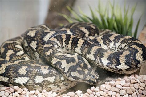 Image result for Python Wrapping Itself around Prey