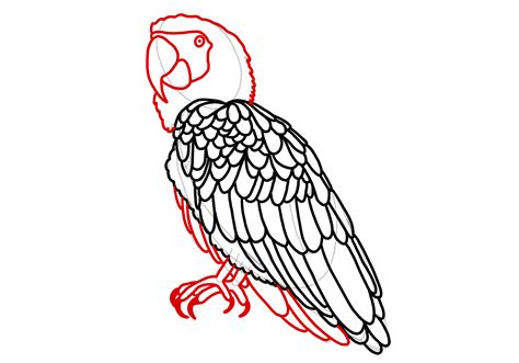 Parrot Feet Drawing Easy at Franklyn Mccord blog