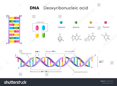 Genes 的图像结果