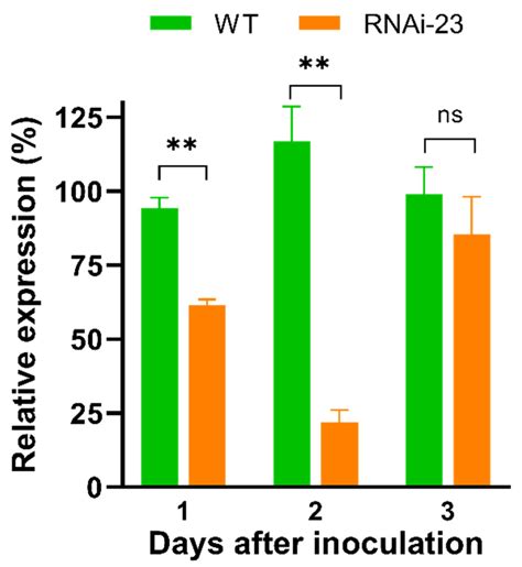 The Metarhizium anisopliae Strains Expressing dsRNA of the NlCHSA ...
