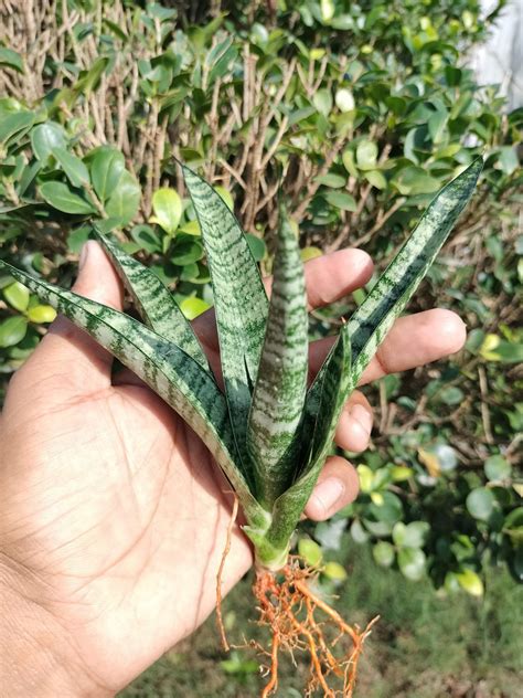 Sansevieria Combo of 7 Different – Fermosa plants