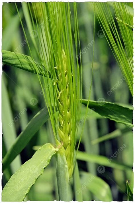 Green Gold Plant Crop Wheat Photo Background And Picture For Free ...