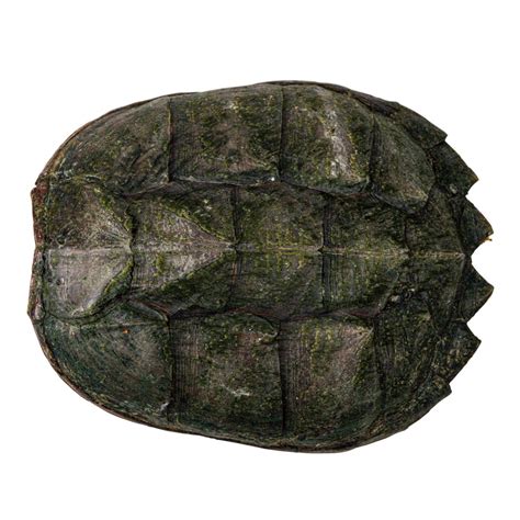 Image result for Snapping Turtle Shell Small Plastic