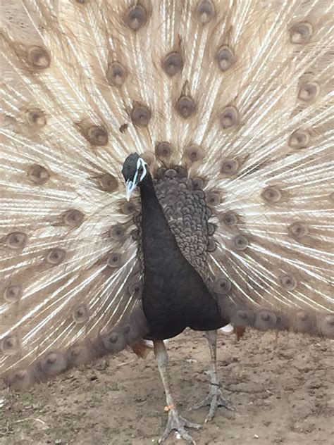 Keeping Peafowl - Peacocks UK