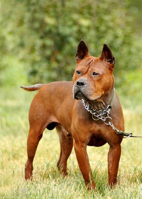 Chinese Chongqing Dog In