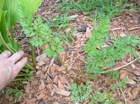 Poison Hemlock vs. Queen Anne's Lace: 8 Differences to Look For