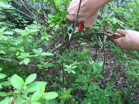 Image result for Azalea Pruning