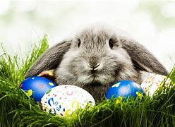 Image result for Real Easter Bunny