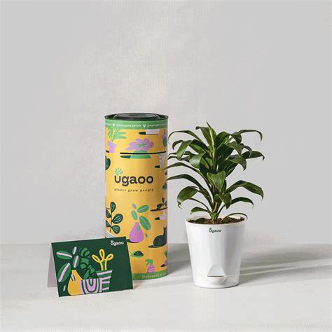 Plant Subscription | Ugaoo.com