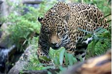 Jaguar Diet by Jaguar Facts Diet Habitat Pictures On Animalia Bio Jaguar Diet
