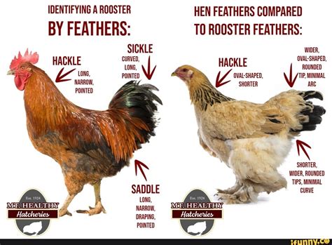 How to tell a rooster from a hen by recognizing their behavior, plumage ...